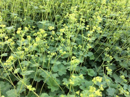 Alchemilla erythropoda