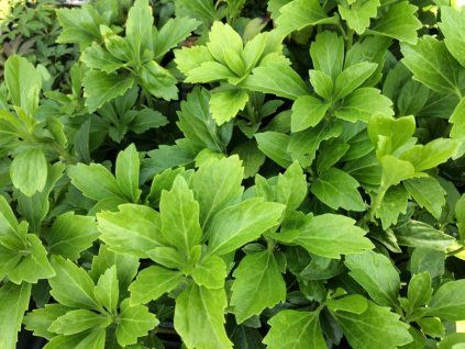 Tlustonitník klasnatý - Pachysandra terminalis