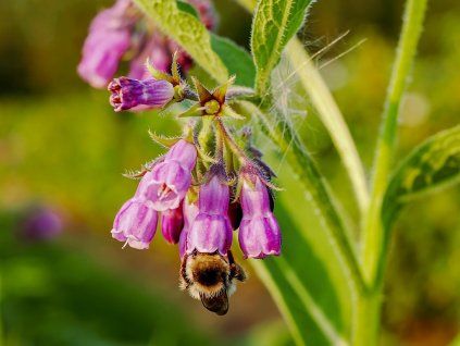 Kostival lékařský - Symphytum officinale