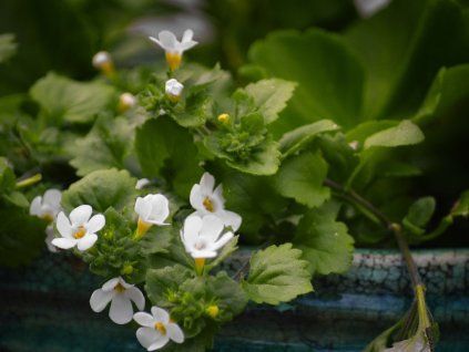 bacopa
