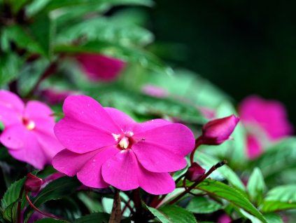 Impatiens New Guinea