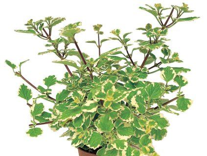 Plectranthus k11 molice
