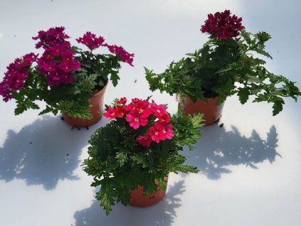 verbena previsla