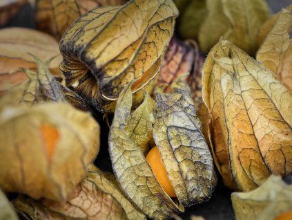 jedla mochyne physalis