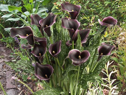 Zantedeschia