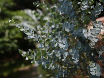 eucalyptus blahovicnik