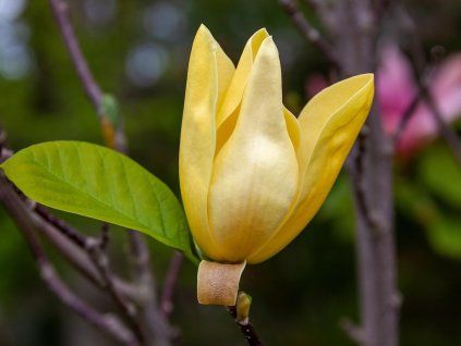 Zluta magnolie