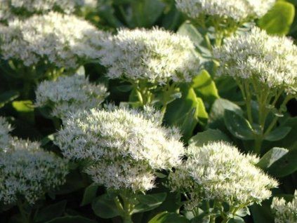 Rozchodnik nadherny Sedum spectabile ‘Stardust’ P9x9
