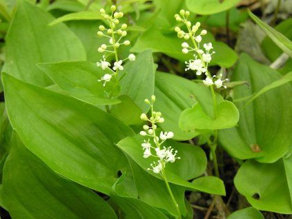 Pstroček dvoulistý Maianthemum bifolium