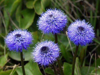 Koulenka Globularia valentina