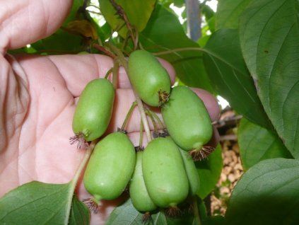 Samosprasne kiwi Issai