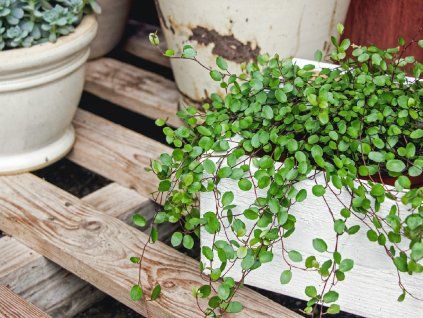 Muehlenbeckia complexa
