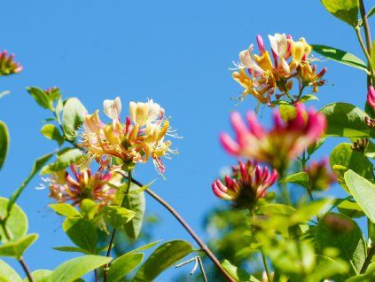 Lonicera henryi