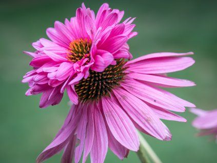 Echinacea purpurea 'Doubledecker' - trvalka kvetoucí celé léto