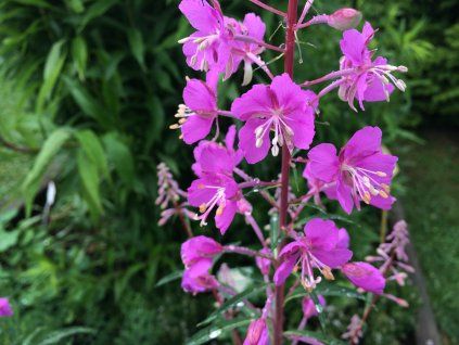 Epilobium angustifolium