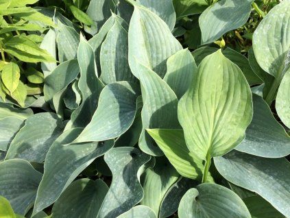 Hosta tardiana 'Halcyon'