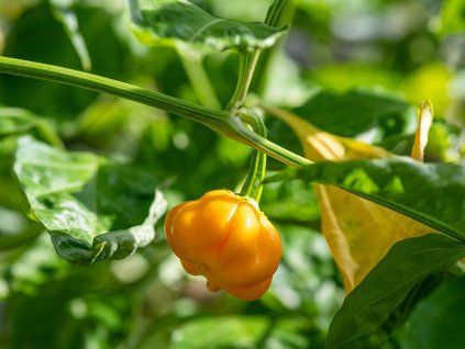Habanero