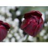 cerne tulipany