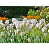 bile tulipany