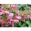Hortenzie latnata 'Pinky Winky' 2