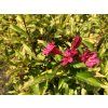 Weigela florida 'Brigela' 2