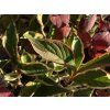 Weigela florida 'Nana Variegata'