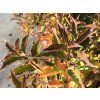 Weigela florida 'Pink Poppet'