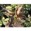 Weigela hybrida 'Red Prince'