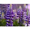 Lupinus fialovy