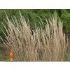 Třtina - Calamagrostis