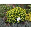 Pryšec mnohobarvý - Euphorbia polychroma
