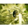 Udatna dvoudomá - Aruncus dioicus aethusifolius květ