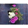Delosperma ‘Alba’