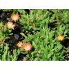 Kosmatec Delosperma hybrid 'Jewel of Desert Topaz'