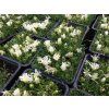 Delosperma congestum 'Alba'