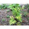 Valeriana officinalis