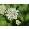Bílá jarmanka větší - Astrantia major