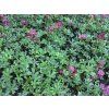 Astrantia major 'Claret'