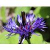 Chrpa horská Centaurea montana