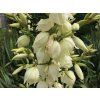 Kvetoucí juka vláknitá - Yucca filamentosa
