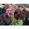 Sempervivum