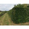 Buk lesni v zivem plote Fagus sylvatica