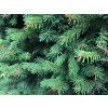 Picea abies 2