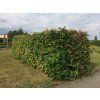 Javor mlec v zivem plote Acer platanoides