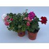 Pelargonium peltatum plnokvěté