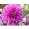 Dahlia LAVENDER PERFECTION