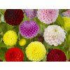 Dahlia Pompon Mix