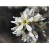 Amelanchier alnifolia kvet