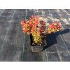 Berberis thunbergii 'Admiration' 2