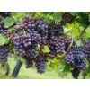 vitis vinifera